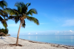 playa cubana con palmera.jpg